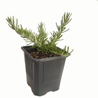 romero rastrero m9(2R)